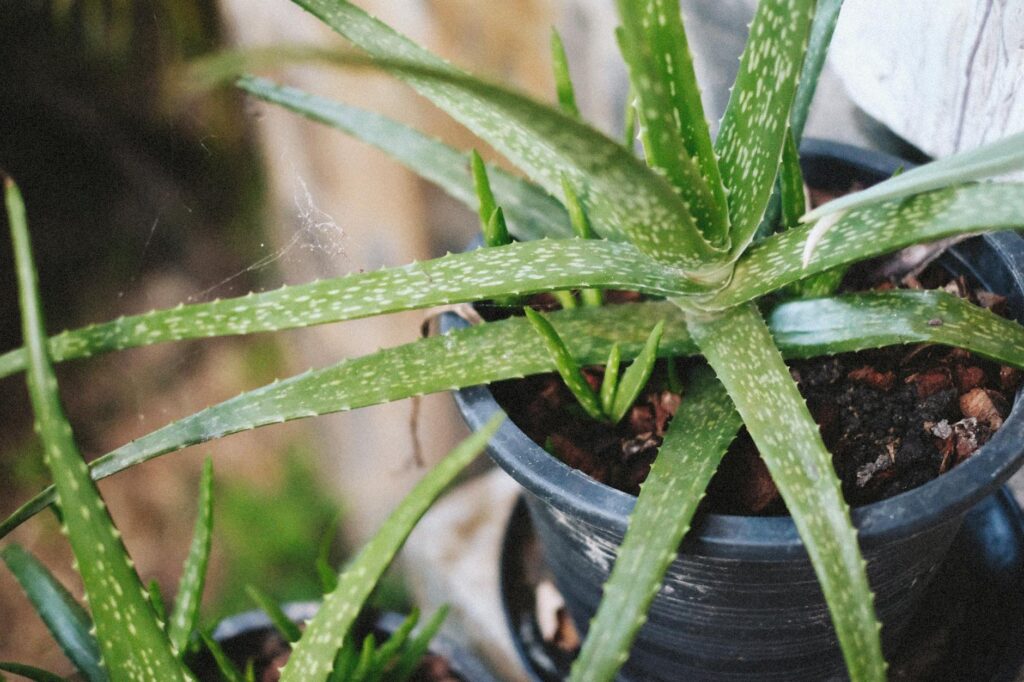 Mascarilla Casera de Aloe Vera y Aceite de Oliva